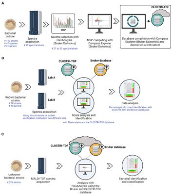 A MALDI-TOF MS library for rapid identification of human commensal gut bacteria from the class Clostridia